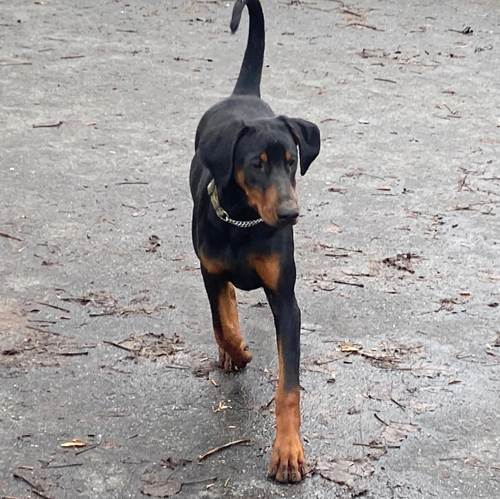 Dora Female black and tan European Doberman puppy playing