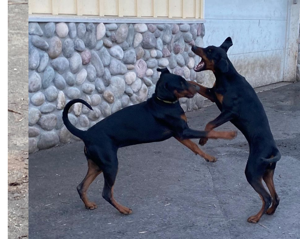 European Doberman puppies Euroline Doberman