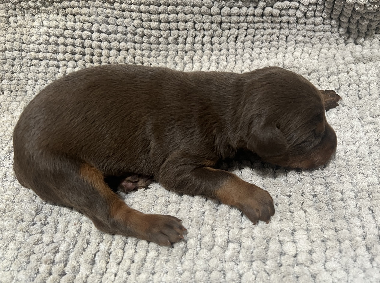 1 week old Red Female Doberman Pinscher puppy