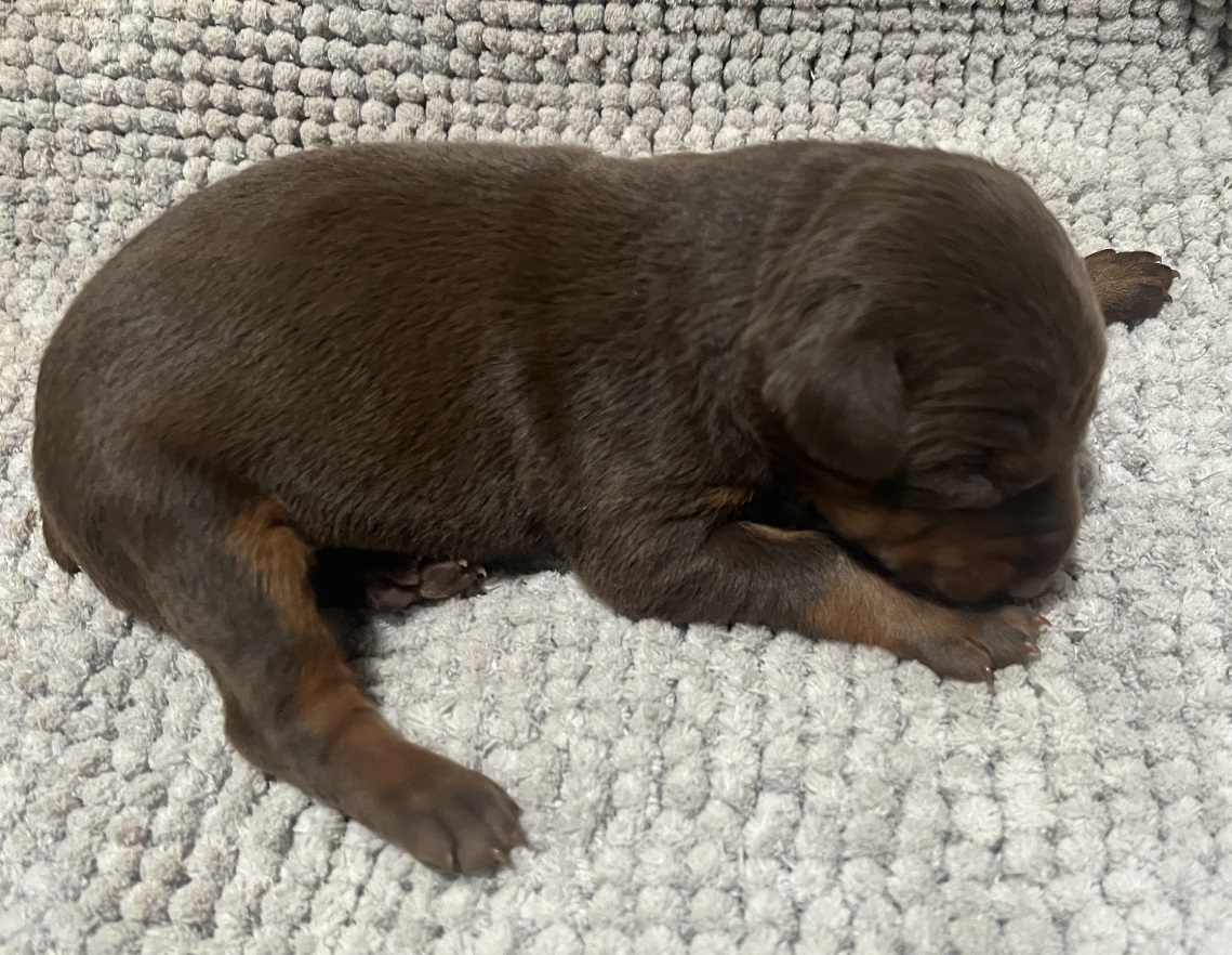 1 week old Red Female Doberman Pinscher puppy taking a nap | Euroline Doberman