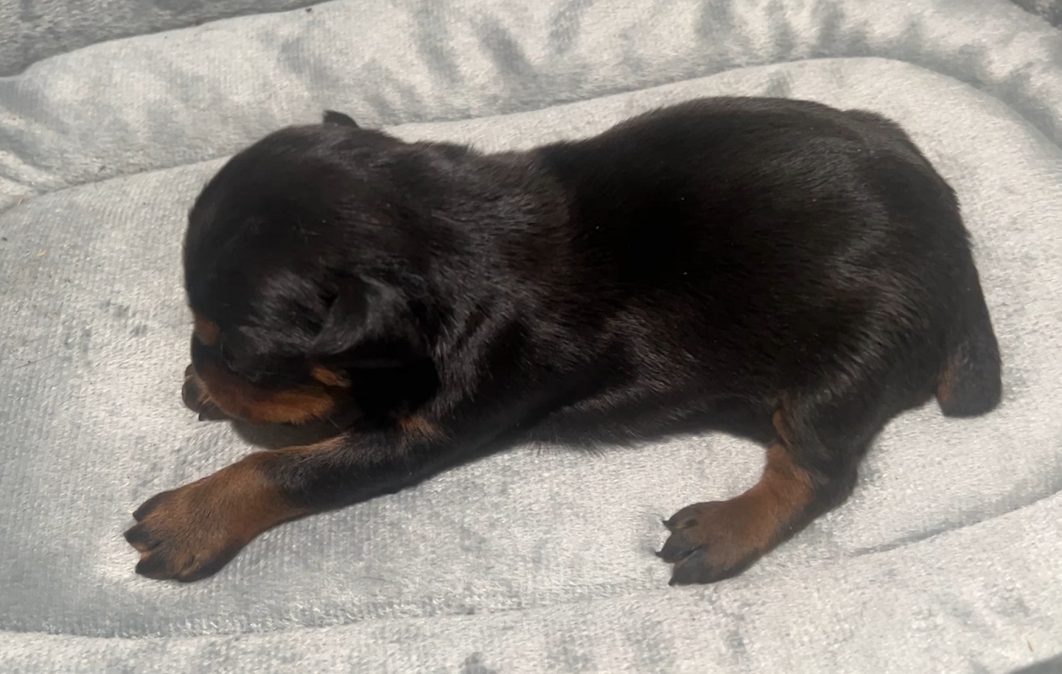 Black Female Doberman Pinscher puppy by Euroline Doberman