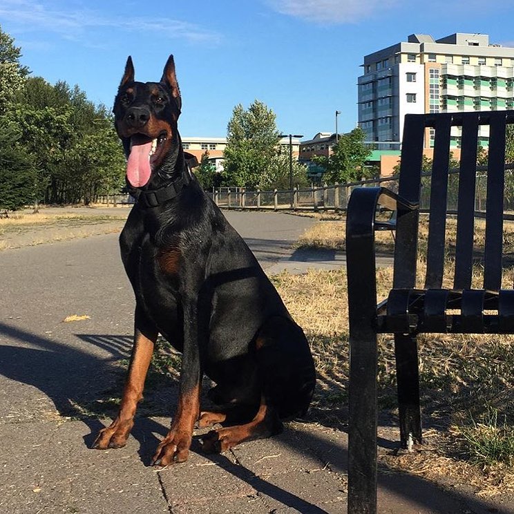 Baba Black and Rust European Doberman in North Vancouver