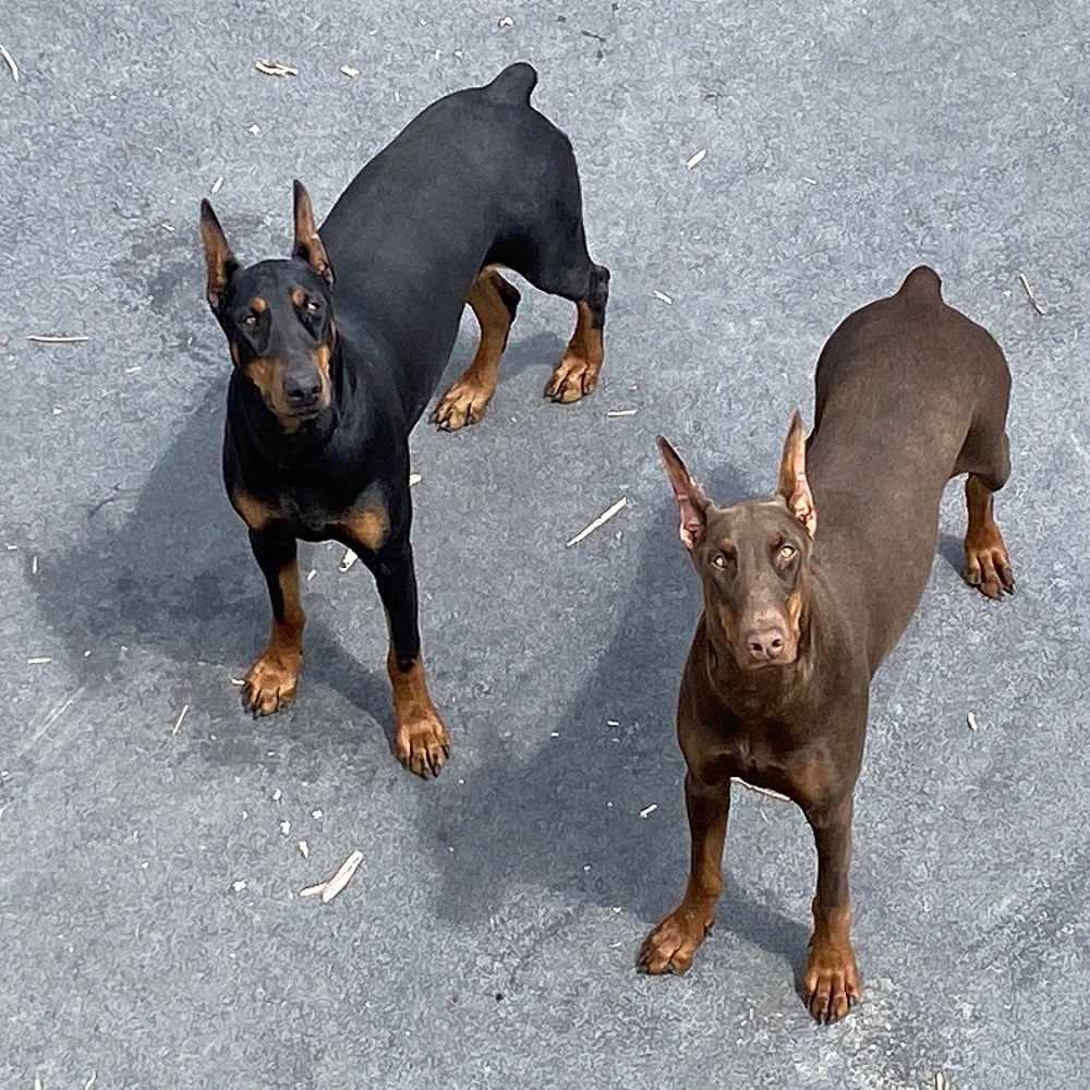 Lexi, Euroline Red Doberman