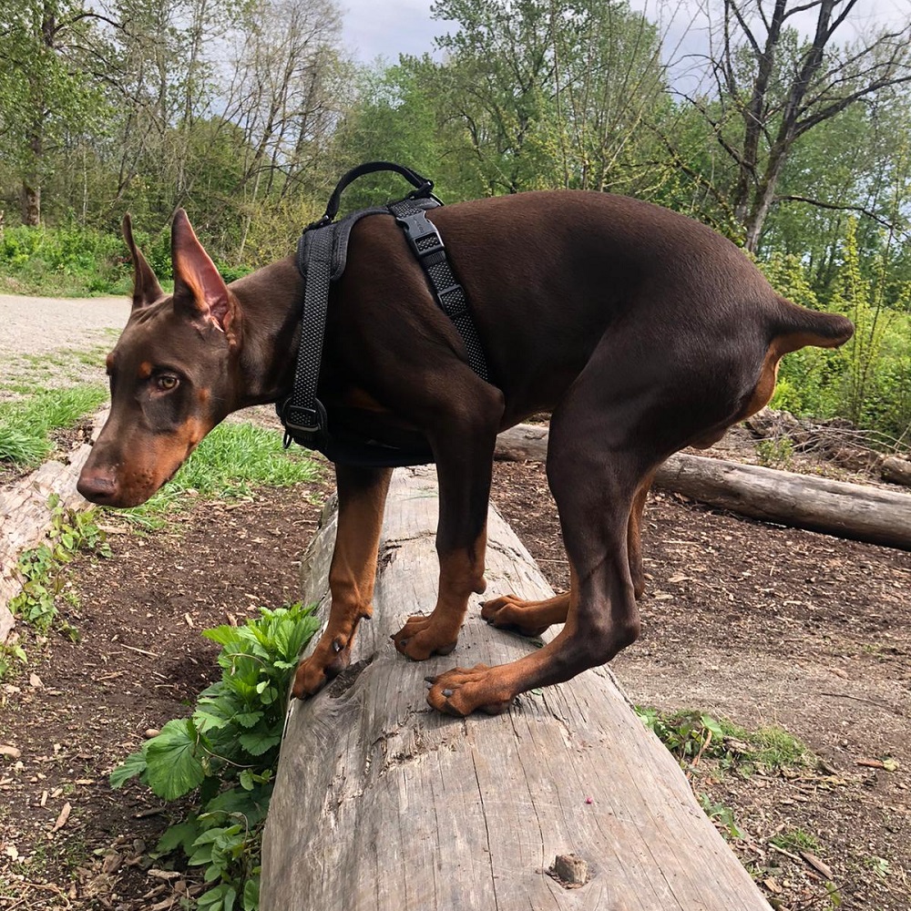 Goalie the doberman