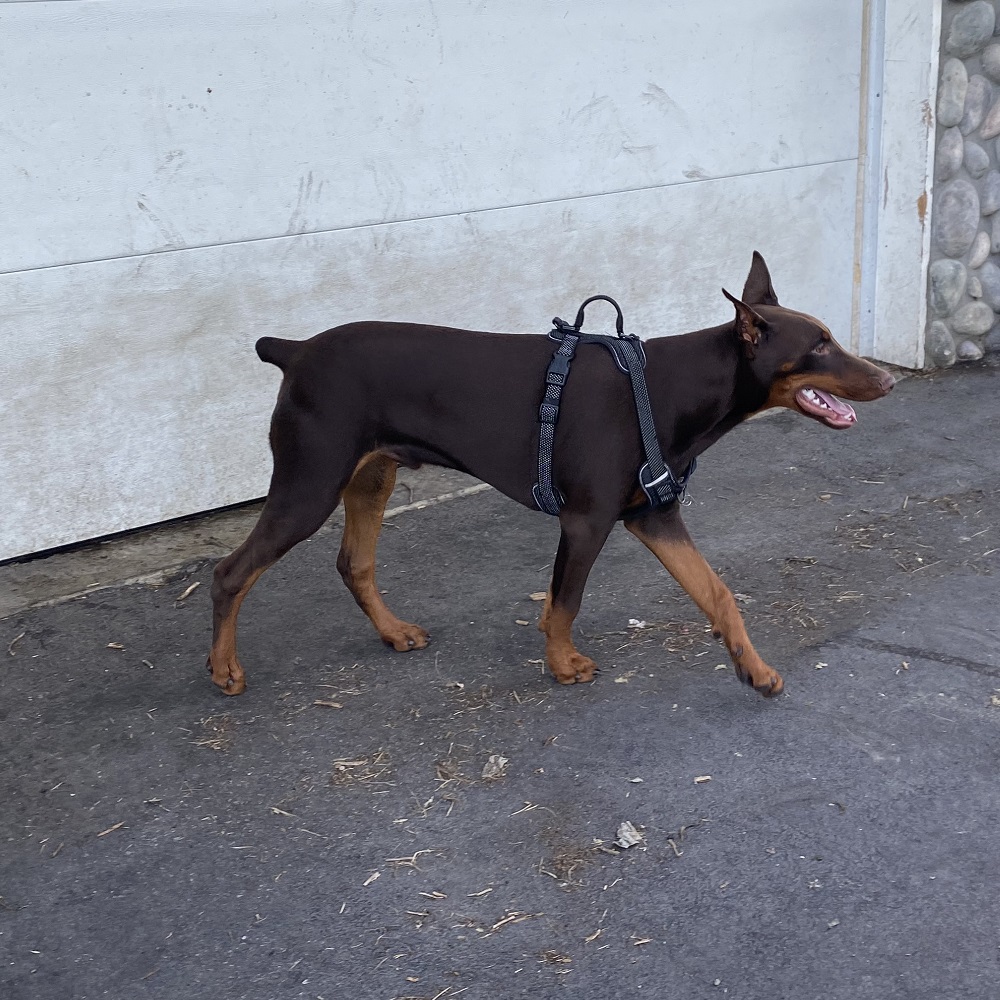 Goali the red Doberman at 3.5 months of age