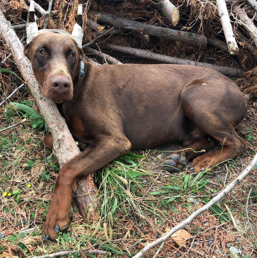 Usher Red Doberman Pinscher ( Fedor Del Nasi great grand grandson)