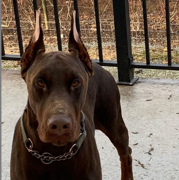 Usher Red European Doberman