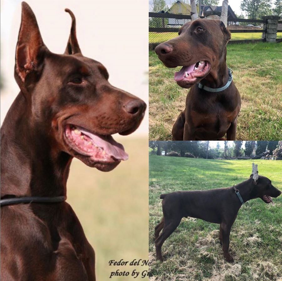 Usher Red European Doberman