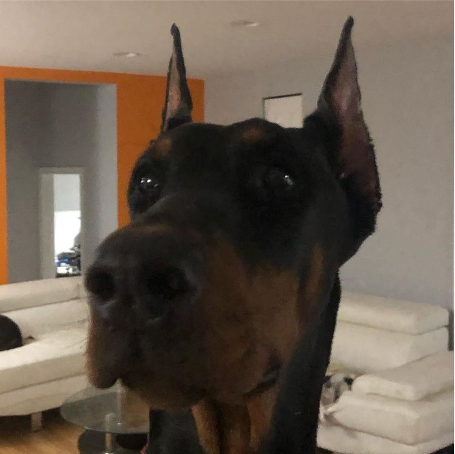 Shiraz Black and Rust European Doberman