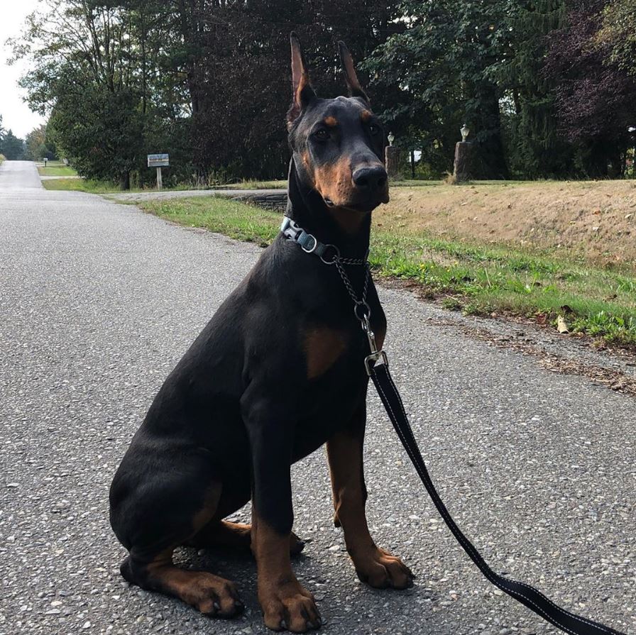 Euroline Doberman, Shiva the black European doberman