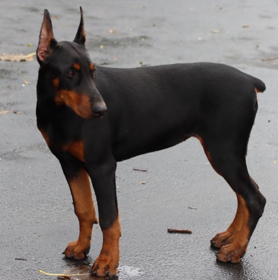 Euroline Doberman, Shiva the black European Doberman