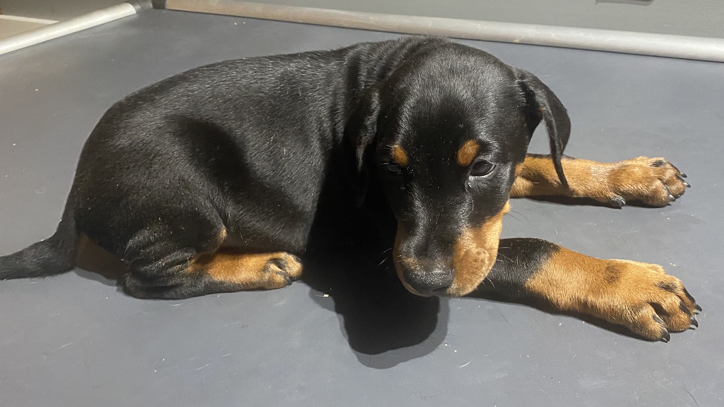 Black and tan Doberman pinscher Euroline Doberman puppy