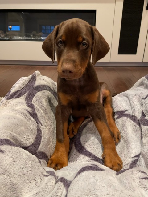 Red Euro Doberman By Euroline Doberman