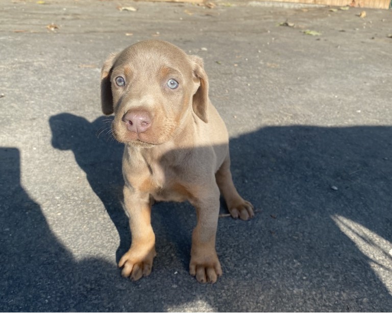 Fawn Doberman, Euroline Doberman