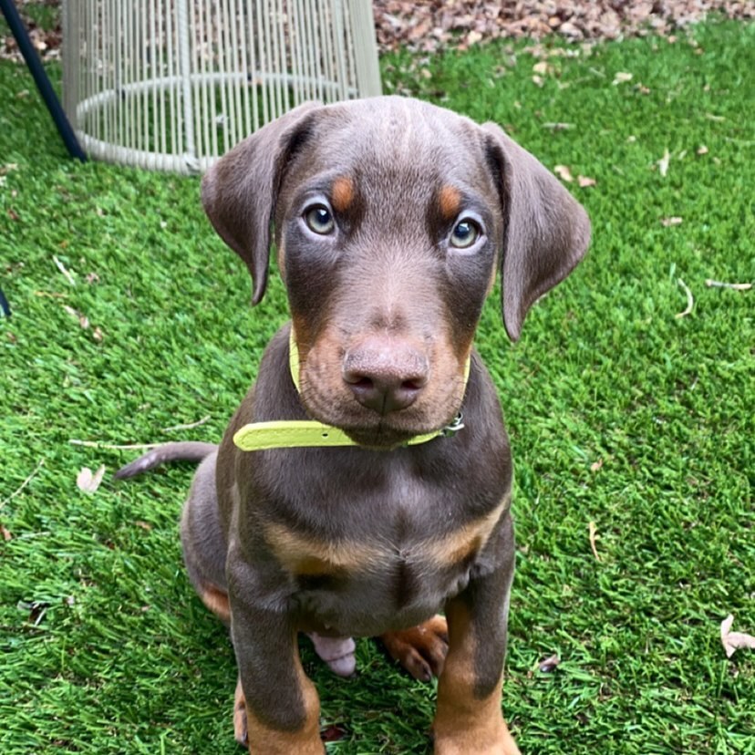 Remi Red Doberman Euroline Doberman