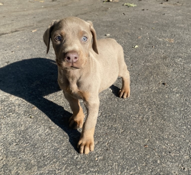 Fawn Doberman, Euroline Doberman