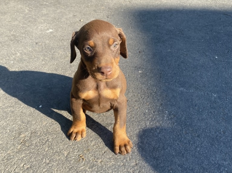 Red female, Euroline Doberman puppy