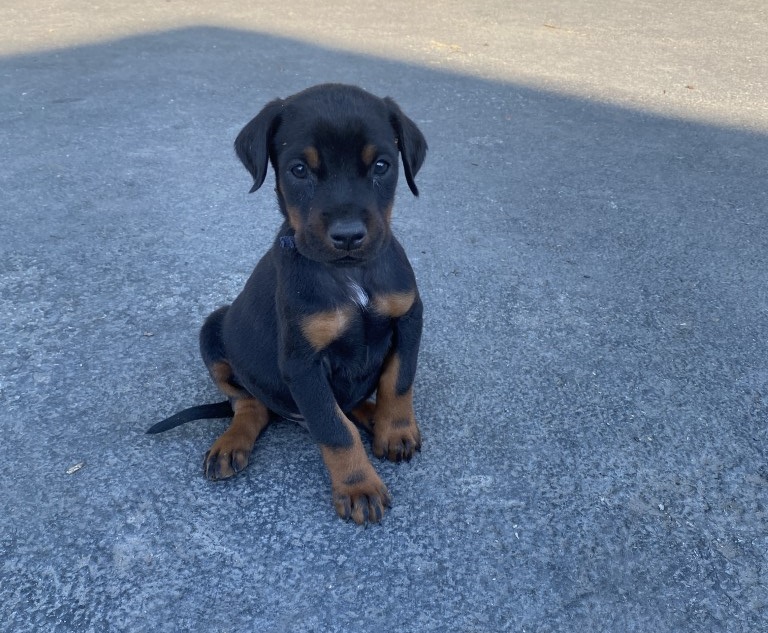 Black male doberman puppy, Euroline doberman