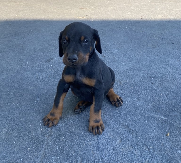 black male doberman puppy, Euroline doberman