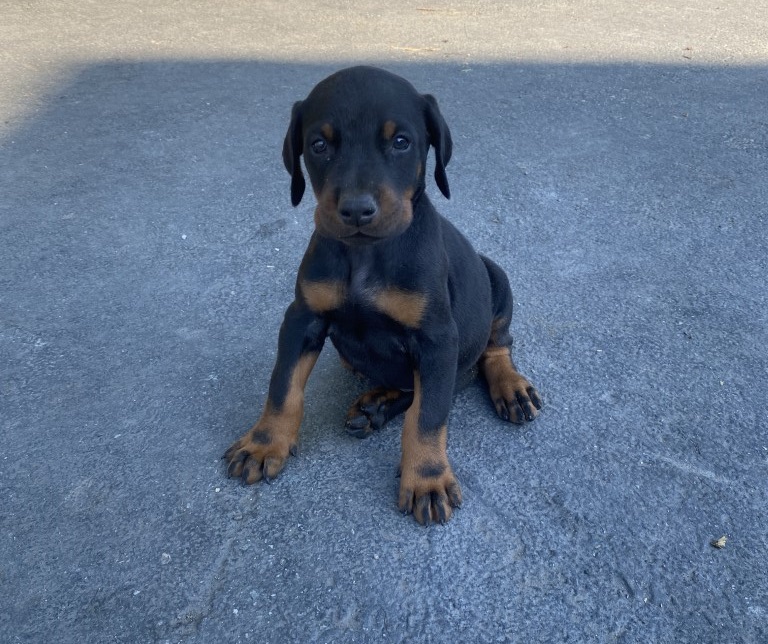 black male doberman puppy, Euroline doberman