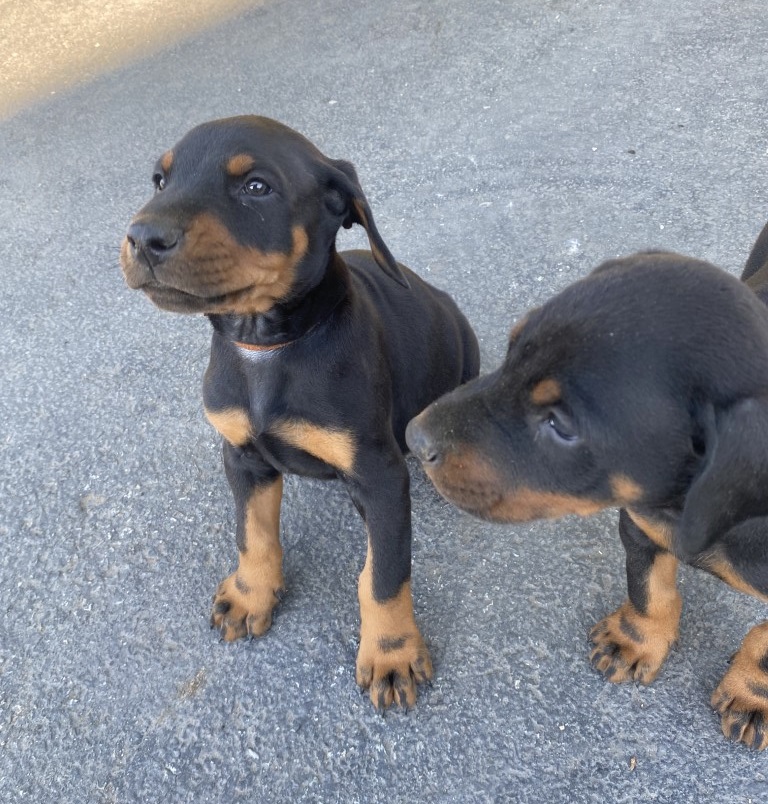 Black male Doberman puppy, euroline doberman canada