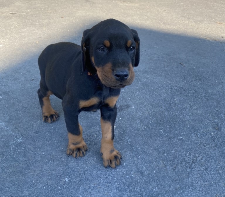 Black male Doberman puppy, euroline doberman canada