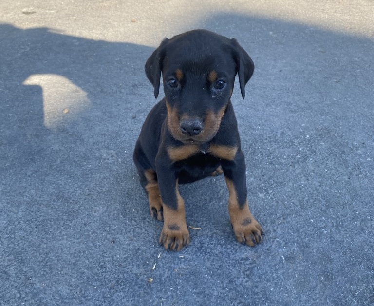 Black FEmales doberman puppy Vancouver Euroline Doberman