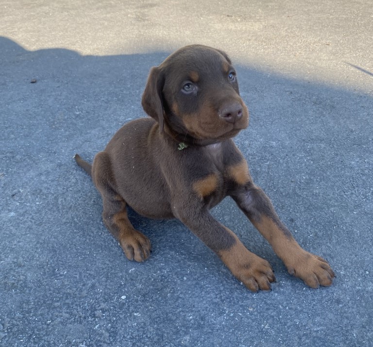 Red male doberman puppy , euroline doberman Canada