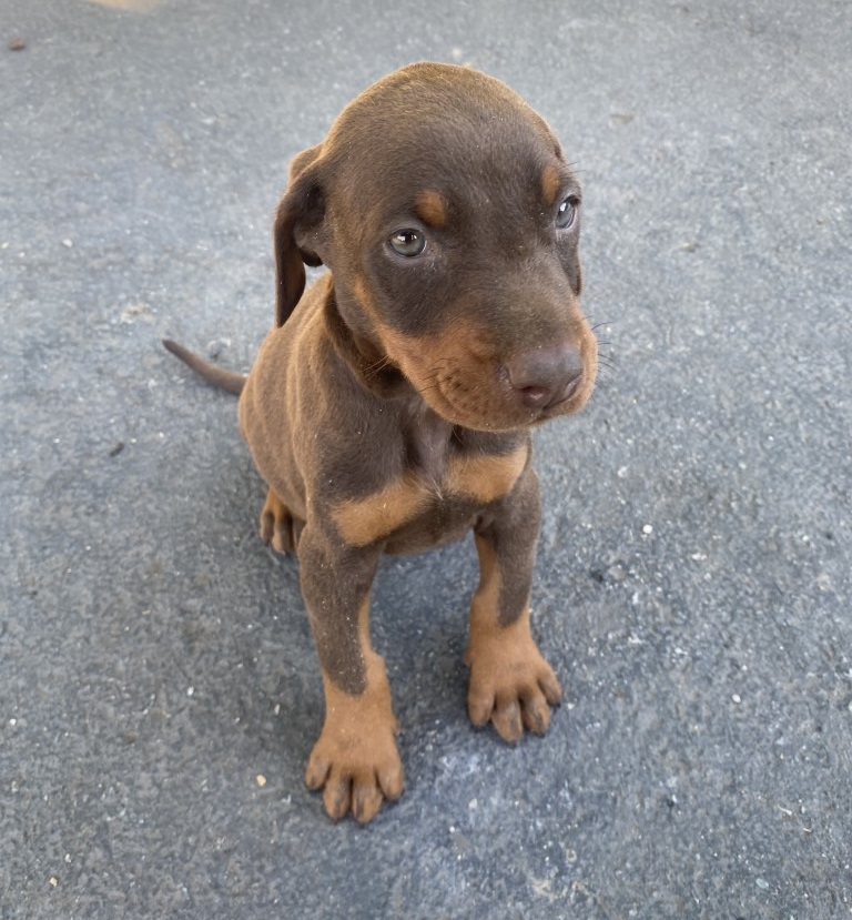 Red Female Doberman Pinscher puppy, euroline doberman