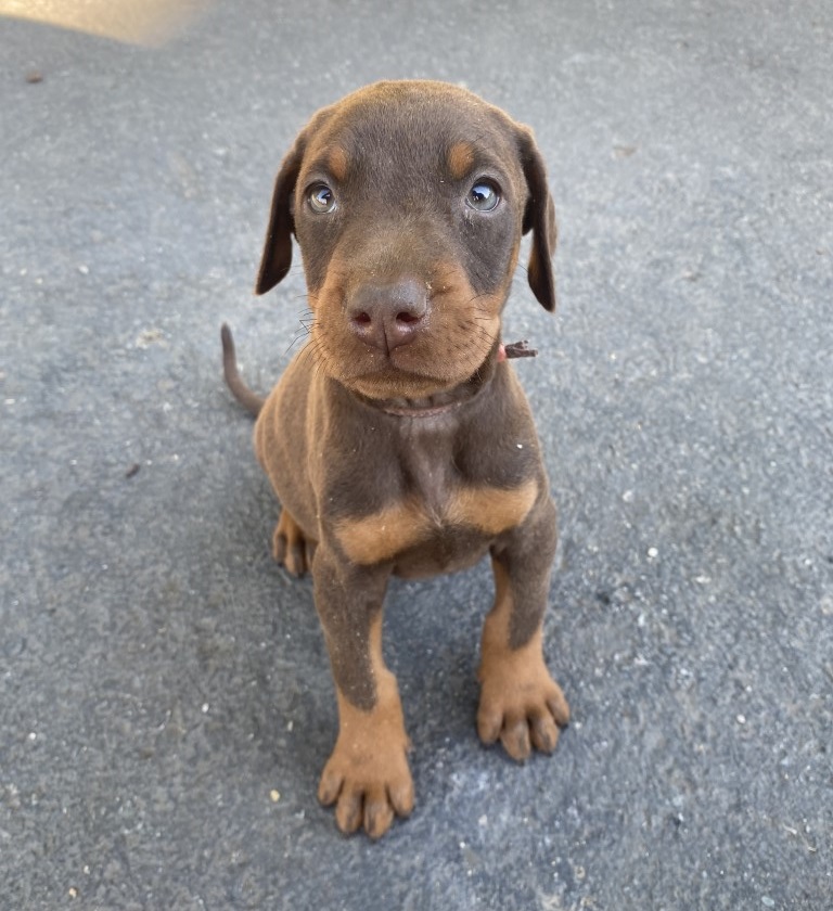 Red Female Doberman Pinscher puppy, euroline doberman