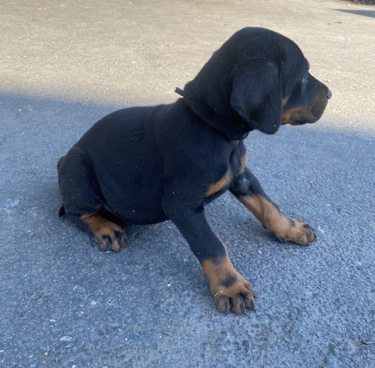 Black male doberman pinscher puppy, by euroline doberman BC Canada