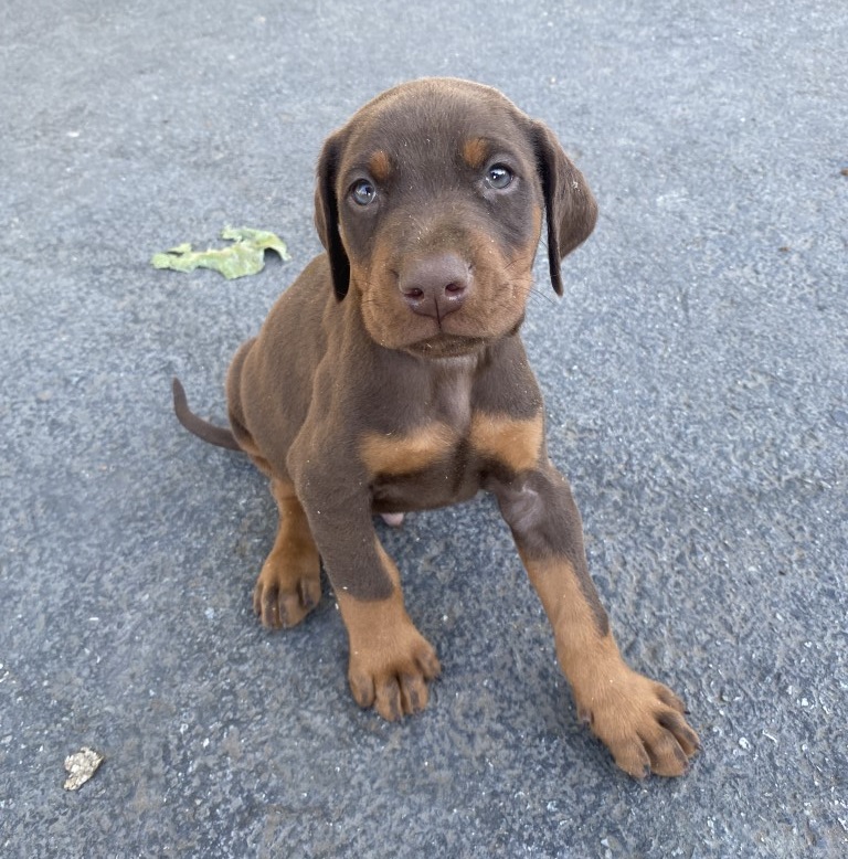 Red and tan, 6 weeks old Doberman Pinscher puppy by Euroline Doberman