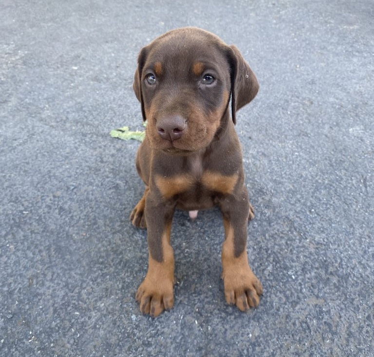 Red and tan, 6 weeks old Doberman Pinscher puppy by Euroline Doberman