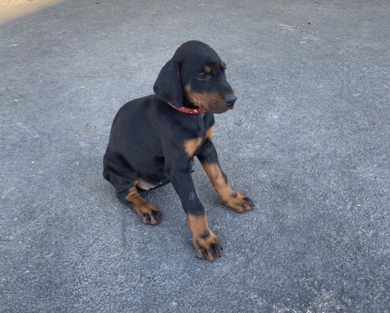 Doberman pinscher puppy, Euroline Doberman, Canada