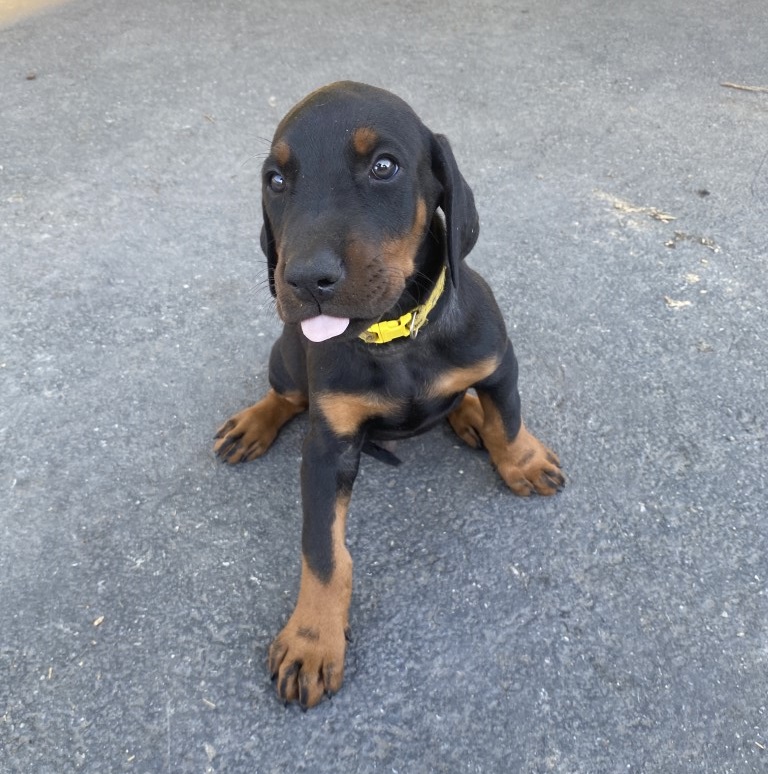 Doberman Pinscher puppy for sale, Euroline doberman Washington USA