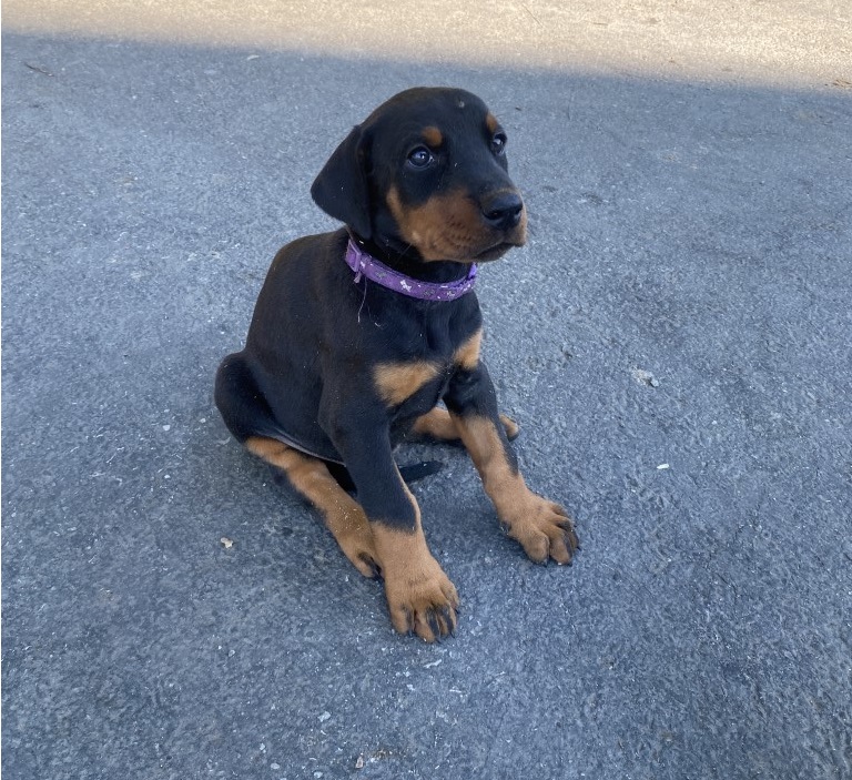Euroline Doberman puppy for sale, washington USA