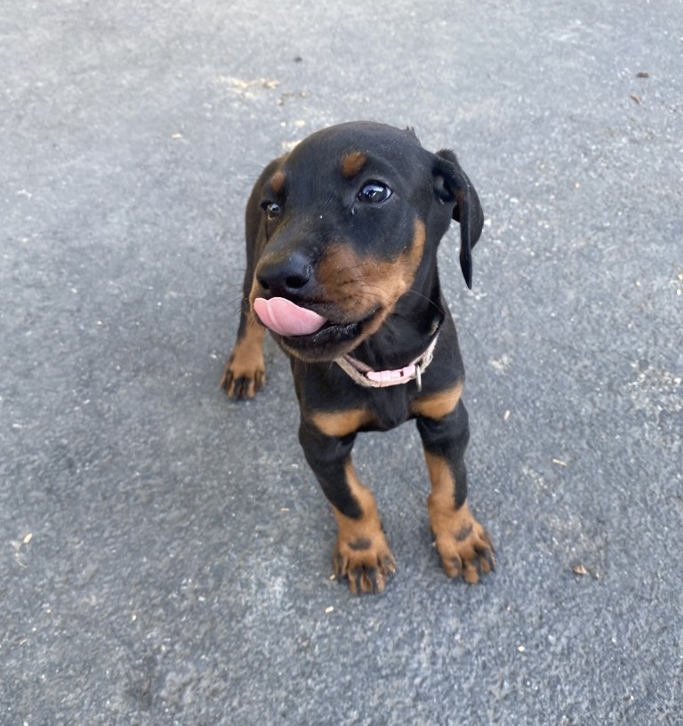 Euroline Doberman puppy for sale, Vancouver Canada