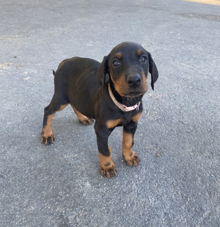 Euroline Doberman puppy for sale, Euroline Doberman Vancouver Canada