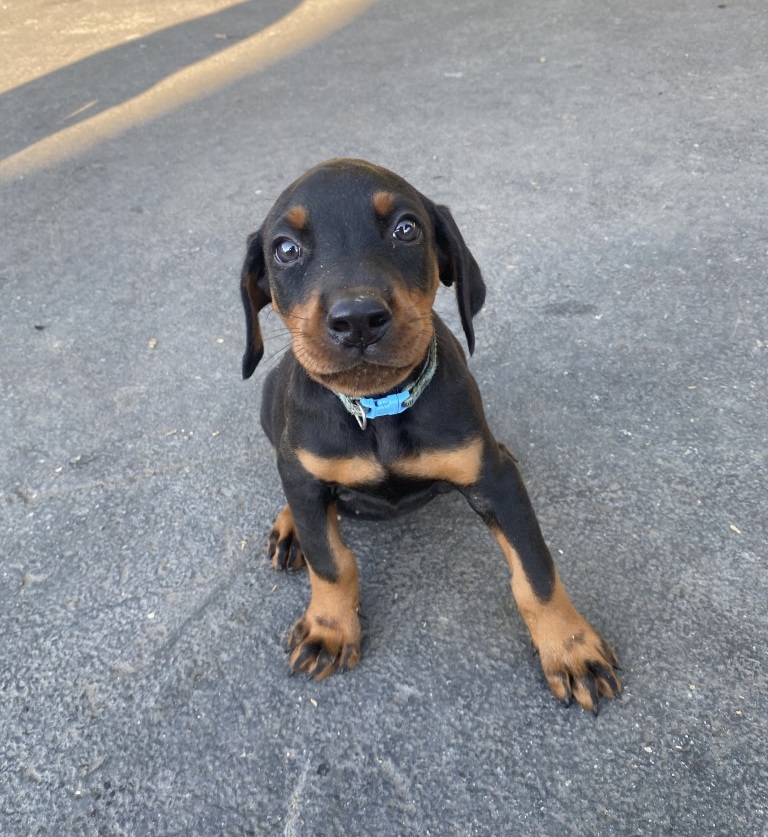 Euroline Doberman puppy for sale, Euroline Doberman BC Canada