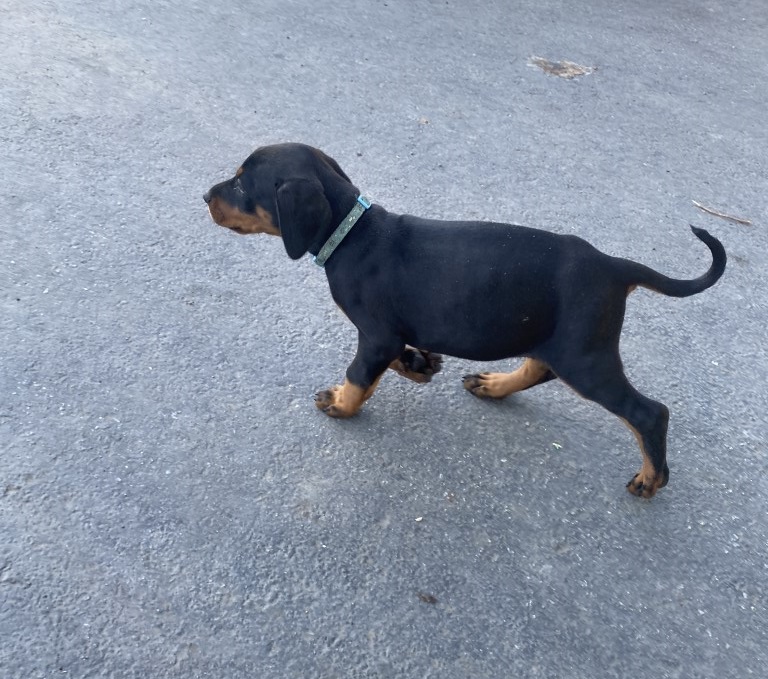 Euroline Doberman puppy for sale, Euroline Doberman BC Canada