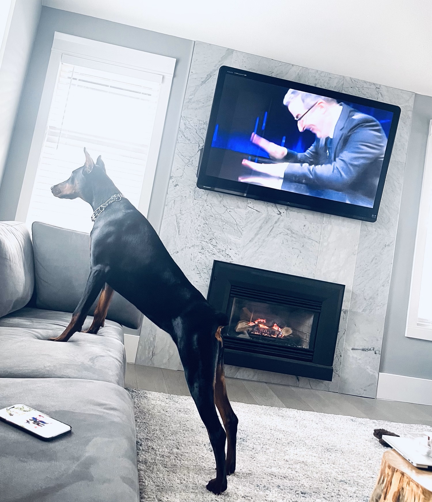 Koko Von Euroline , Black female Doberman Washinton WA